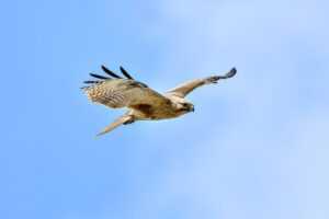 carlalenguaje.webnode.es